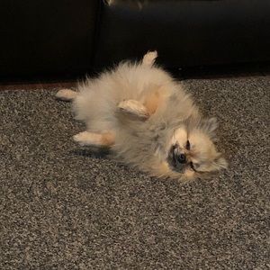 Meet your Posher, Tomara